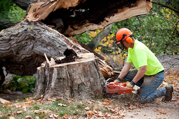 Best Tree Trimming Near Me  in Laurel Hill, VA